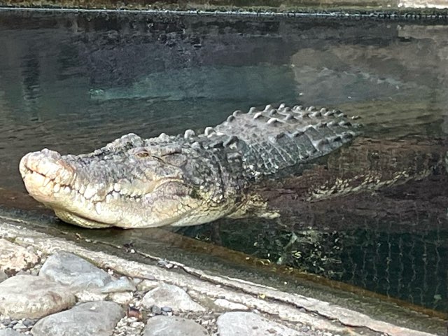 crocodile-leather-charm-23