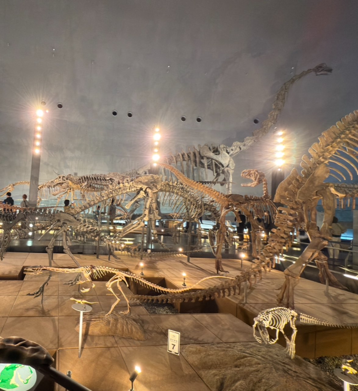 恐竜博物館の標本